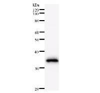 MAX Antibody (clone 73C5a)