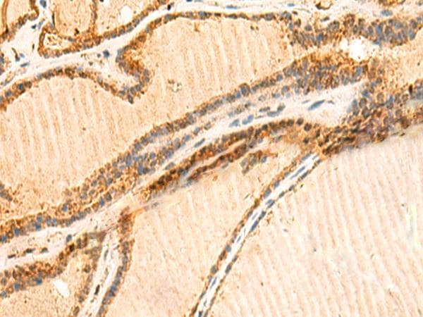 LYZL1 Antibody