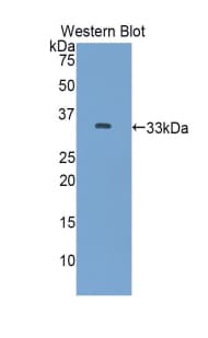 SLC17A5 Antibody (aa146-405, Biotin)