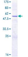 Human CYB5R2 Protein (Recombinant GST)