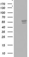 CD5 Antibody (clone OTI3E5, Carrier-free)