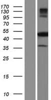 NARF Protein (Over-Expression Lysate Myc-DDK (Flag))