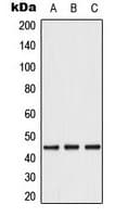 CASP1 / Caspase 1 Antibody (C-Terminus)
