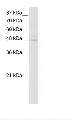 KLF4 Antibody (aa80-129)
