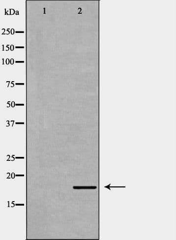 ID2 Antibody