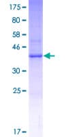 Human MS4A15 Protein (Recombinant GST)