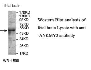 ANKMY2 Antibody (aa2-206)