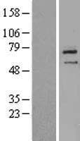 ZNF354B Protein (Over-Expression Lysate Myc-DDK (Flag))