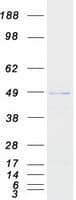 Human PRMT8 Protein (Recombinant Myc-DDK (Flag))