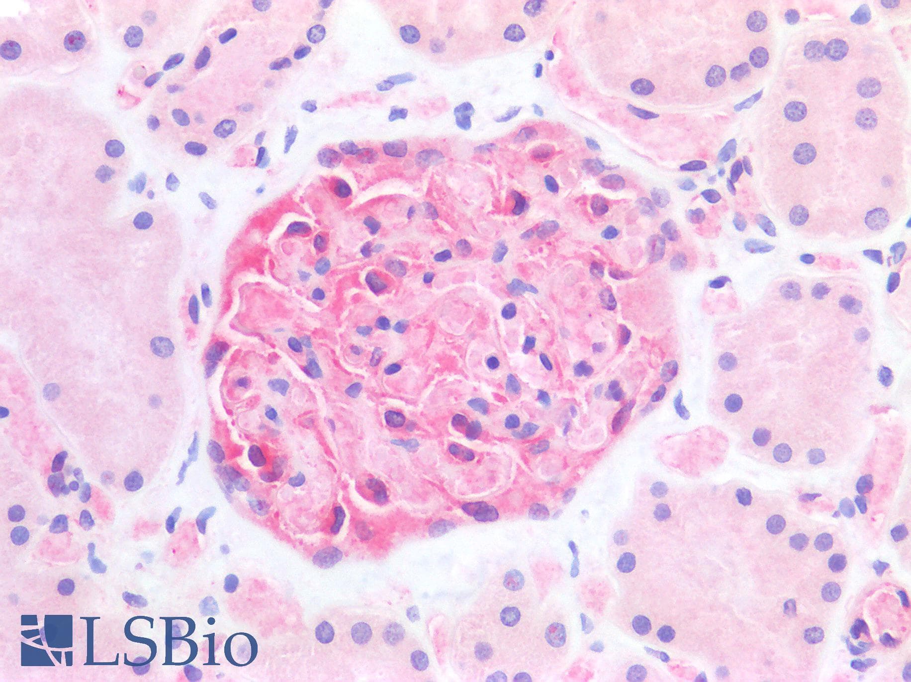 IHC-plus™ FGF1 / Acidic FGF Antibody