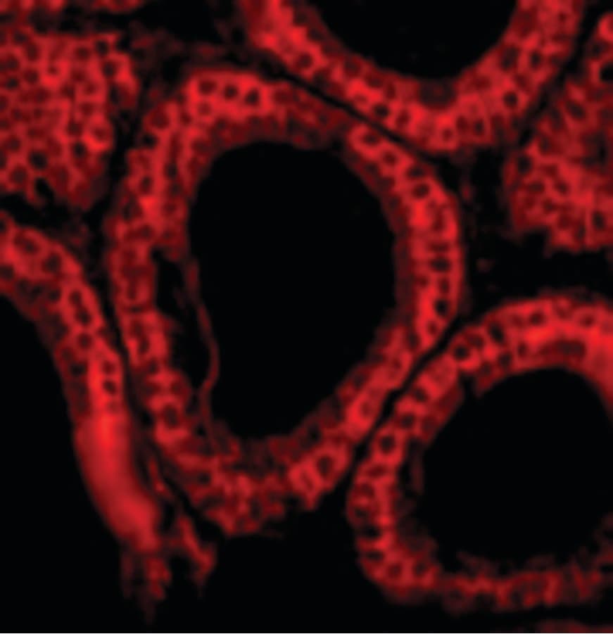 IHC-plus™ BCL2L14 / BCL-G Antibody