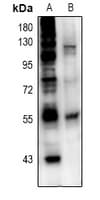 ETS1 / ETS-1 Antibody