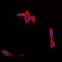 CYB561D1 Antibody (C-Terminus)