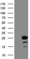C1orf50 Antibody (clone OTI1C6)