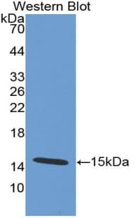 DEFA5 / Defensin 5 Antibody (aa20-94, HRP)