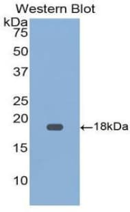 GDF9 / GDF-9 Antibody (aa320-454, APC)