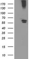 CYP2J2 Antibody (clone OTI3B4, Carrier-free)