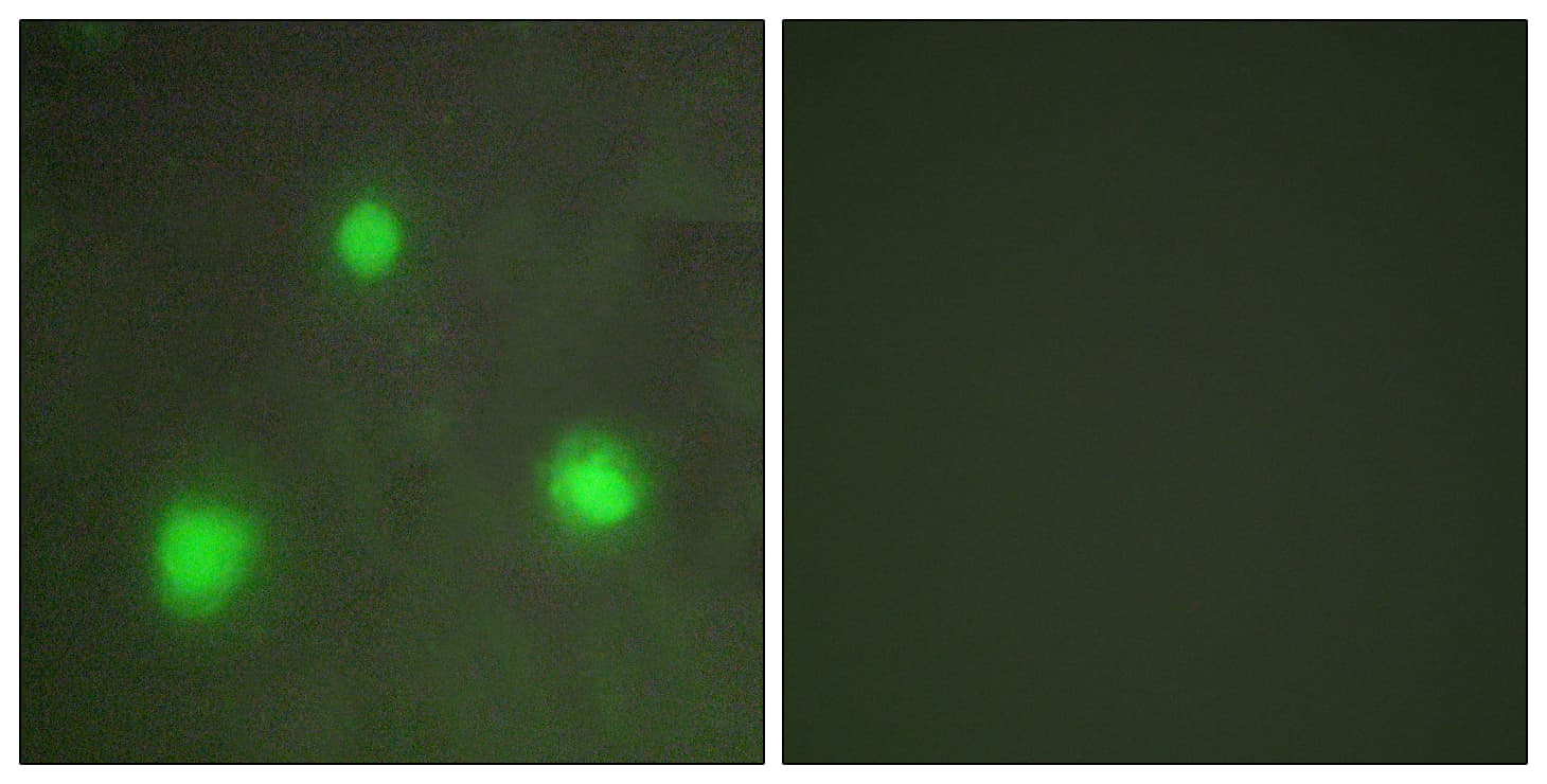 Polyclonal Rabbit anti-Human FOXH1 Antibody (aa10-59, IF)