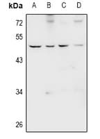 NMUR1 Antibody