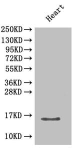 Polyclonal Rabbit anti-Mouse CXCL5 Antibody (WB)