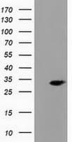 PECR Antibody (clone OTI1E4)