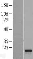 SPATA33 Protein (Over-Expression Lysate Myc-DDK (Flag))
