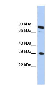 HOXC5 Antibody (C-Terminus)