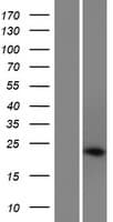 Human NOS1AP / CAPON Protein (Over-Expression Lysate Myc-DDK (Flag))