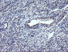 CHN1 Antibody (clone OTI2D10, Carrier-free)