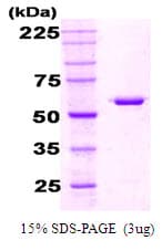 E. coli GroEL Protein (Recombinant)