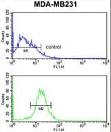 IHC-plus™ Polyclonal Rabbit anti-Human NKX3-1 Antibody (aa118-145, IHC, WB)