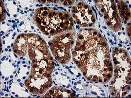 ACY3 Antibody (clone OTI2D5, Carrier-free)