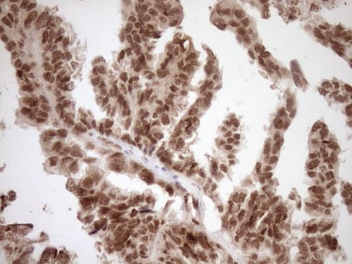 NUDT21 Antibody (aa2-227, clone OTI2C8)