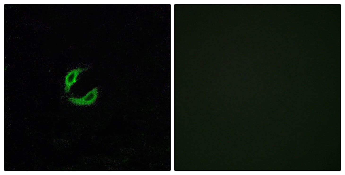 Polyclonal Rabbit anti-Human OR2K2 Antibody (aa241-290, IF, WB)