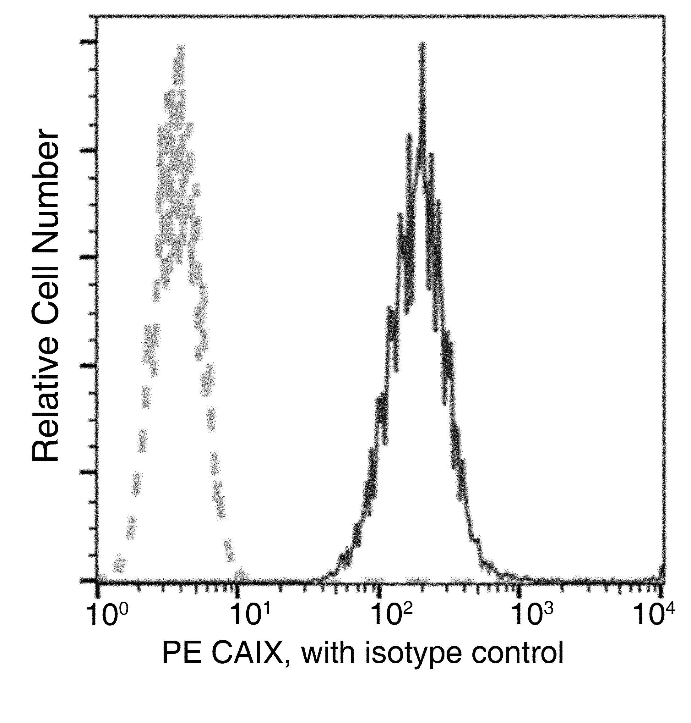 CA9 / Carbonic Anhydrase IX Antibody (clone 053, PE)