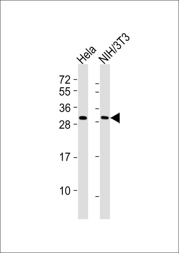 RPS3 / Ribosomal Protein S3 Antibody