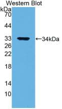 ANXA5 / Annexin V Antibody (aa1-320, Cy3)