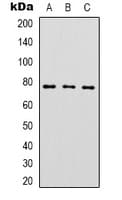 Complement C1s Antibody (C-Terminus)