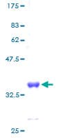 Human RPS28 / Ribosomal Protein S28 (Recombinant GST)