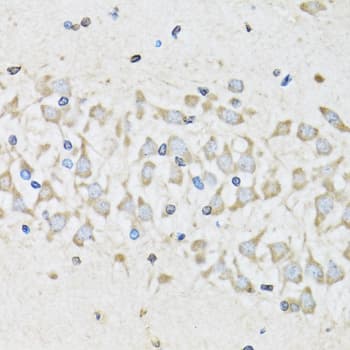 NUDC Antibody