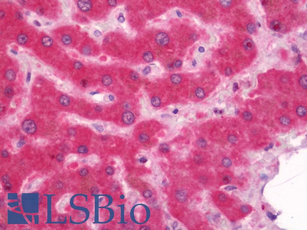 IHC-plus™ HSD11B1 / HSD11B Antibody (aa1-50)