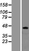 Human ADRB3 Protein (Over-Expression Lysate Myc-DDK (Flag))