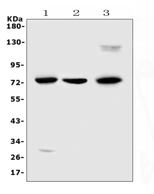 Polyclonal Rabbit anti-Human MAC-2-BP / LGALS3BP Antibody (IHC, WB)