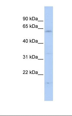 FBXW11 Antibody (aa38-87)