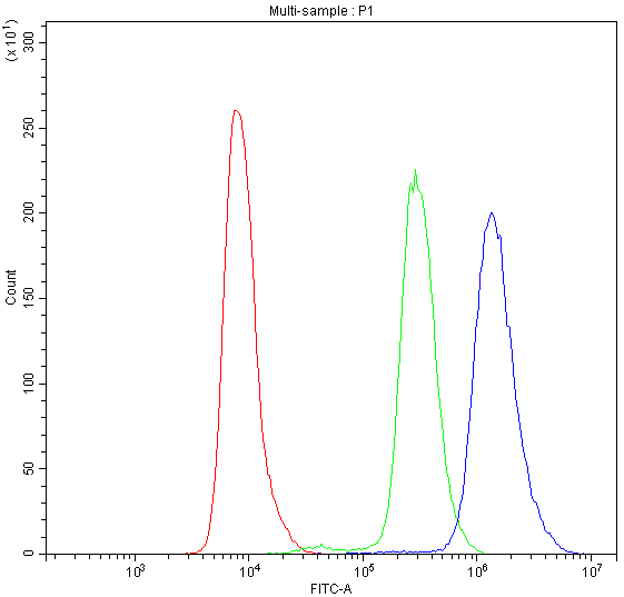 PDE4D Antibody