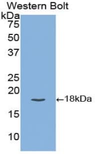 TFPI / LACI Antibody (aa29-210, Biotin)
