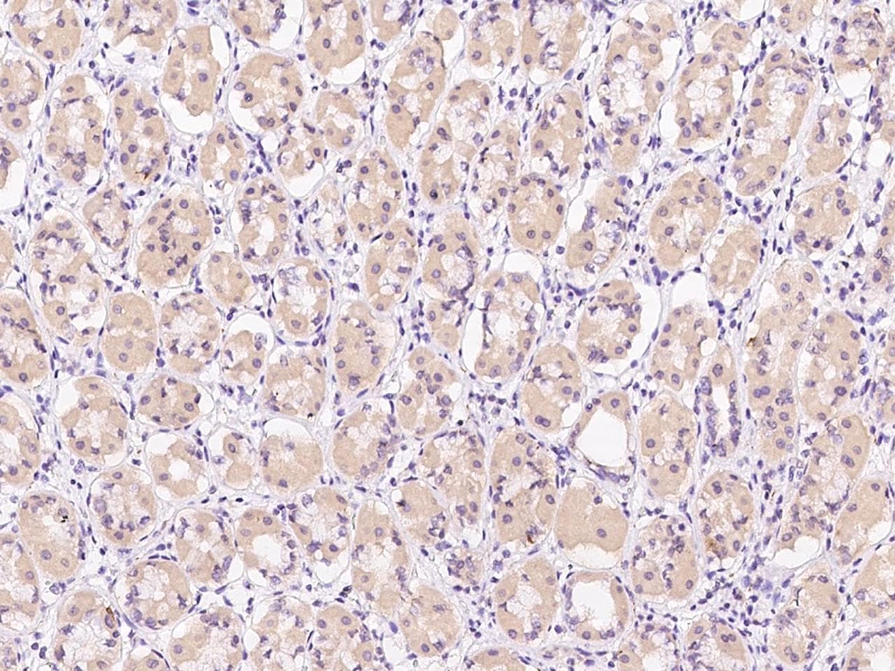 GRB14 Antibody