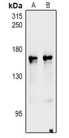 NOS1 / nNOS Antibody