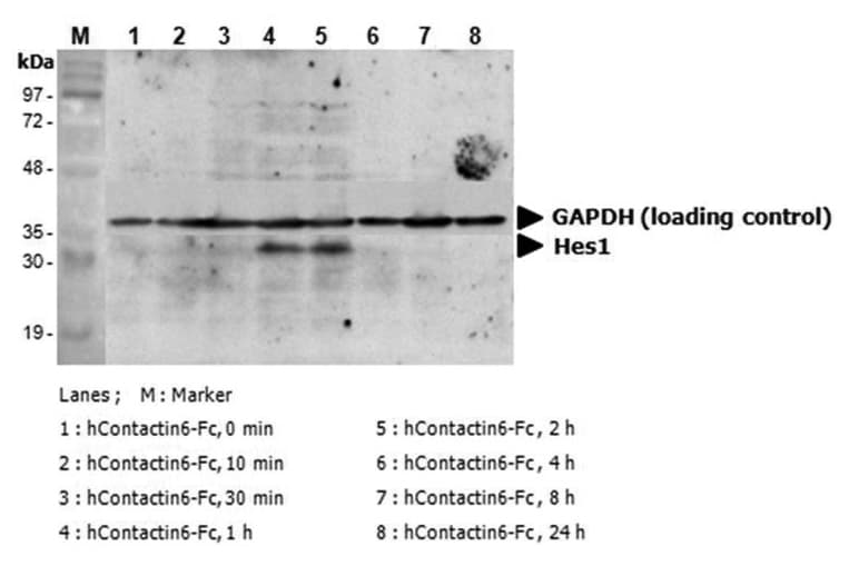 Human CNTN6 / Contactin 6 Protein (Recombinant Human IgG Fc)