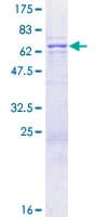 Human BZW1 / BZAP45 Protein (Recombinant GST)